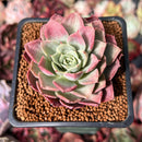 Echeveria 'Ice Pinky' Variegated 2" Succulent Plant