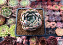 Graptoveria ‘A Grimm One’ 2" Succulent Plant