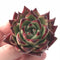 Echeveria Agavoides Ebony 2” Rare Succulent Plant