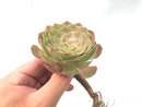 Aeonium 'Halloween'  4" Rare Succulent Plant