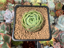 Echeveria 'Lime & Chili' 2" Succulent Plant