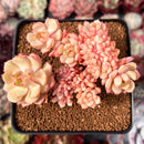 Echeveria 'Deren-Oliver' Crested 2"-3" Succulent Plant