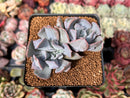 Echeveria 'Pignose' *Not E. Trumpet Pinky* 2" Succulent Plant
