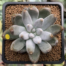 Echeveria 'Tolimanensis' 2" Succulent Plant