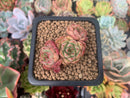 Echeveria 'Mazurka' 1" Cluster Succulent Plant