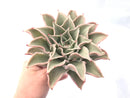 Echeveria 'Madiba’ Extra Large Specimen 8” Rare Succulent Plant