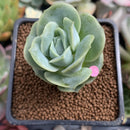 Echeveria 'Lovely Rose' 1" Succulent Plant