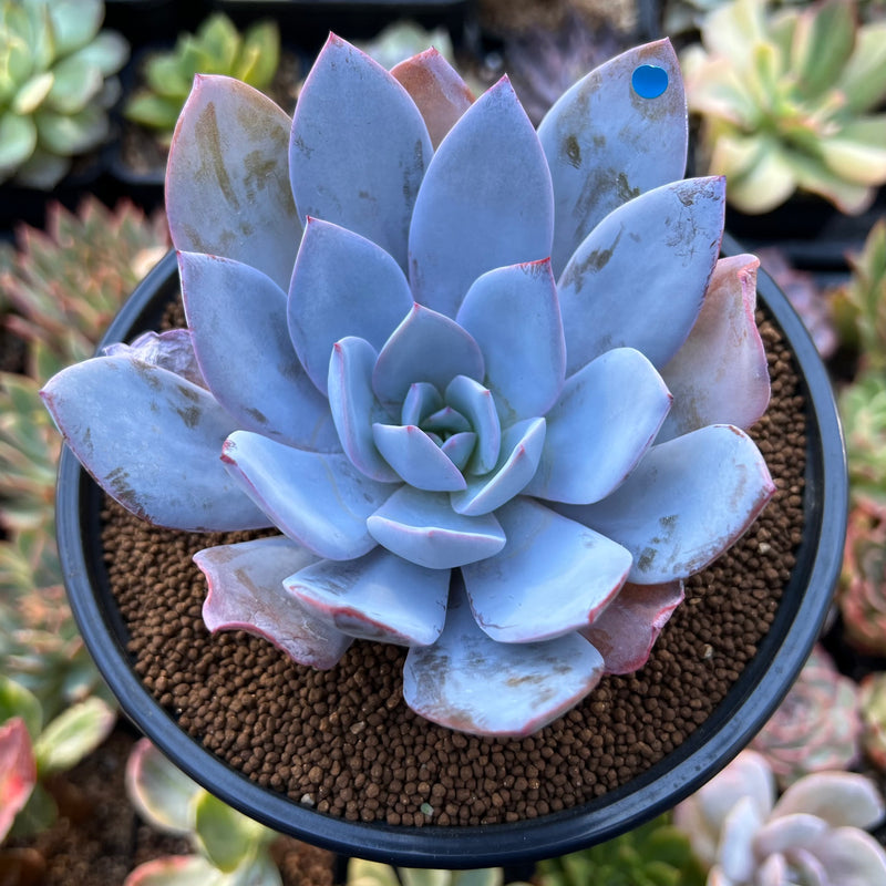 blue lotus succulent Echeveria 'White Lotus' 3