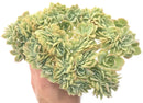 Echeveria 'Pastel' Crested Cluster Insanely Large Specimen 12"+ Rare Succulent Plant