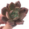 Echeveria Agavoides 'Baekya' 3" Succulent Plant