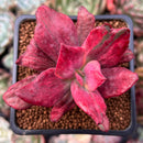 Echeveria 'Diamond State' Variegated 2" Succulent Plant