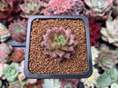 Echeveria 'Shakira' 1/2" Small New Hybrid Succulent Plant