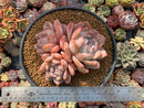 Echeveria 'Orange Monroe' 7" Cluster Extra Large Succulent Plant