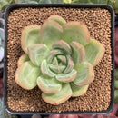 Echeveria 'Yellow Champaign' 2"-3" Succulent Plant