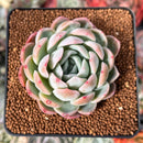 Echeveria 'White Rose' 2" Succulent Plant