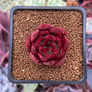 Echeveria Agavoides 'Luming' 1" Succulent Plant
