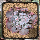 Echeveria 'Trumpet Pinky' 2"-3" Succulent Plant