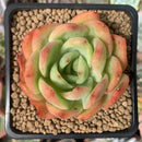 Echeveria Agavoides sp. 3" Succulent Plant