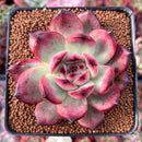 Echeveria Agavoides 'Tim' 3" Succulent Plant