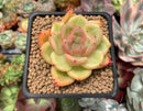 Echeveria Agavoides 'Orange Champaign' 2" Succulent Plant