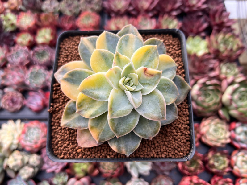 watsonville succulents Graptoveria 'Harry Watson' Variegated 2"-3" Succulent Plant – True Succulents Plant Co