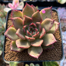 Echeveria Agavoides 'Padma' 2"-3" Succulent Plant