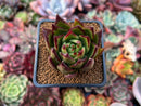 Echeveria Agavoides sp. 2" Succulent Plant