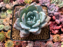 Echeveria 'Mexican Giant' 4" Powdery Succulent Plant