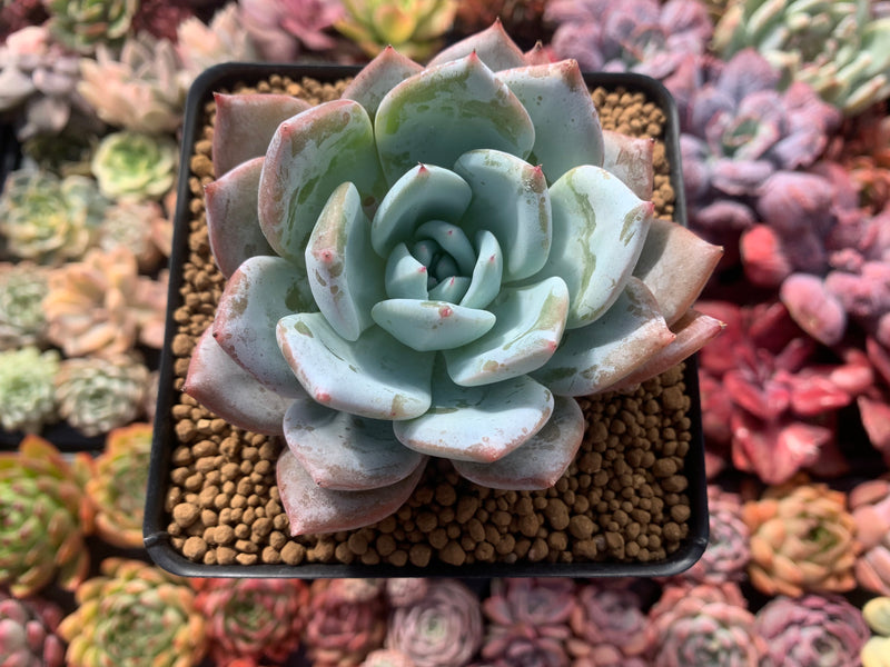 giant succulent Echeveria 'Mexican Giant' 4
