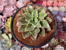 Echeveria 'Yamatoren' 4" Succulent Plant