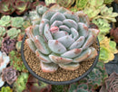 Echeveria 'Ivory' 5" Large Powdery Succulent Plant