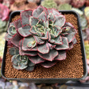 Echeveria 'Casiz Dragon' 3" Succulent Plant