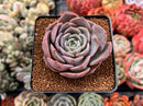 Echeveria 'Pink Lipstick' 2" Succulent Plant