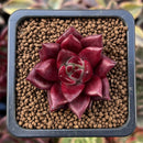 Echeveria Agavoides 'Luming' 1" Succulent Plant