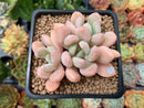 Echeveria 'Orange Sherbert' 2"-3" Cluster Succulent Plant