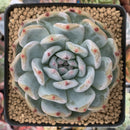 Echeveria 'Orange Monroe' 3"-4" Succulent Plant