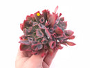 Echeveria Trumpet Pinky Double-Headed Cluster Large 5”-6” Rare Succulent Plant