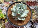 Echeveria 'Ivory' Selected Clone 4" Powdery Succulent Plant