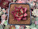 Echeveria Agavoides 'Red Beach' 2" Succulent Plant