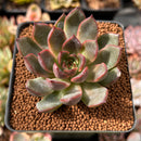 Echeveria Agavoides 'Red Bell' 2" Succulent Plant