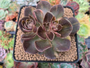 Echeveria 'Black Rose' Variegated 3"-4" Succulent Plant