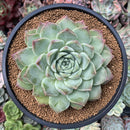Echeveria 'Helena' Hybrid 3"-4" Succulent Plant