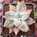 Echeveria 'Xichuensis' 2" Succulent Plant *Blemished*