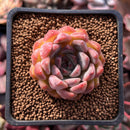 Echeveria 'Cortes' 1" Succulent Plant