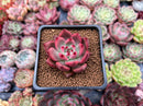 Echeveria Agavoides 'Hongro' 2" Succulent Plant