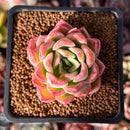 Echeveria Hybrid sp. 1"-2" Succulent Plant