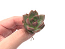 Echeveria Agavoides ‘Shallot’ Seedling 1”-2" Rare Succulent Plant