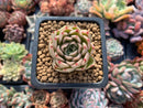 Echeveria Agavoides sp. 1" Succulent Plant