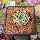 Echeveria Agavoides 'Black Cat' 1" Succulent Plant