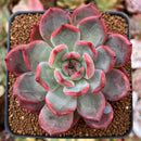 Echeveria 'Glam Pink' 2"-3" Succulent Plant